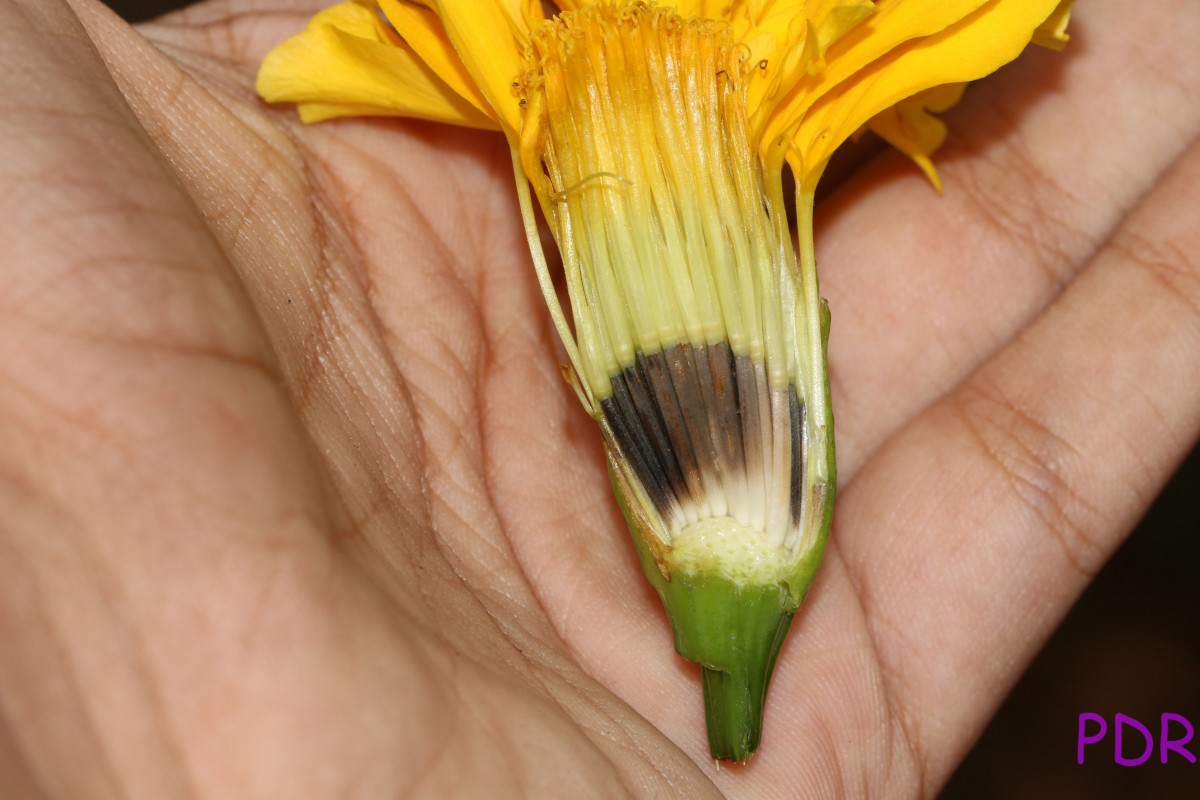 Tagetes erecta L.